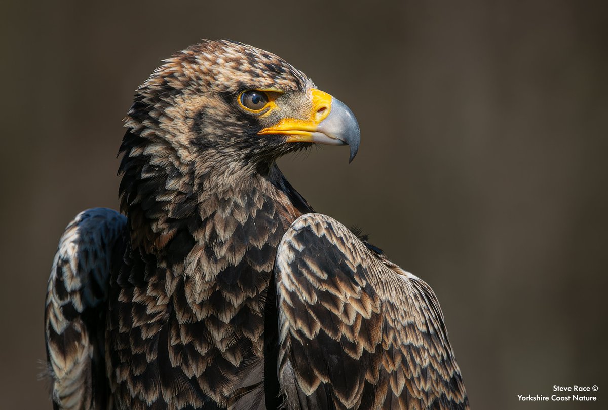 YorkshireCoastNature tweet media