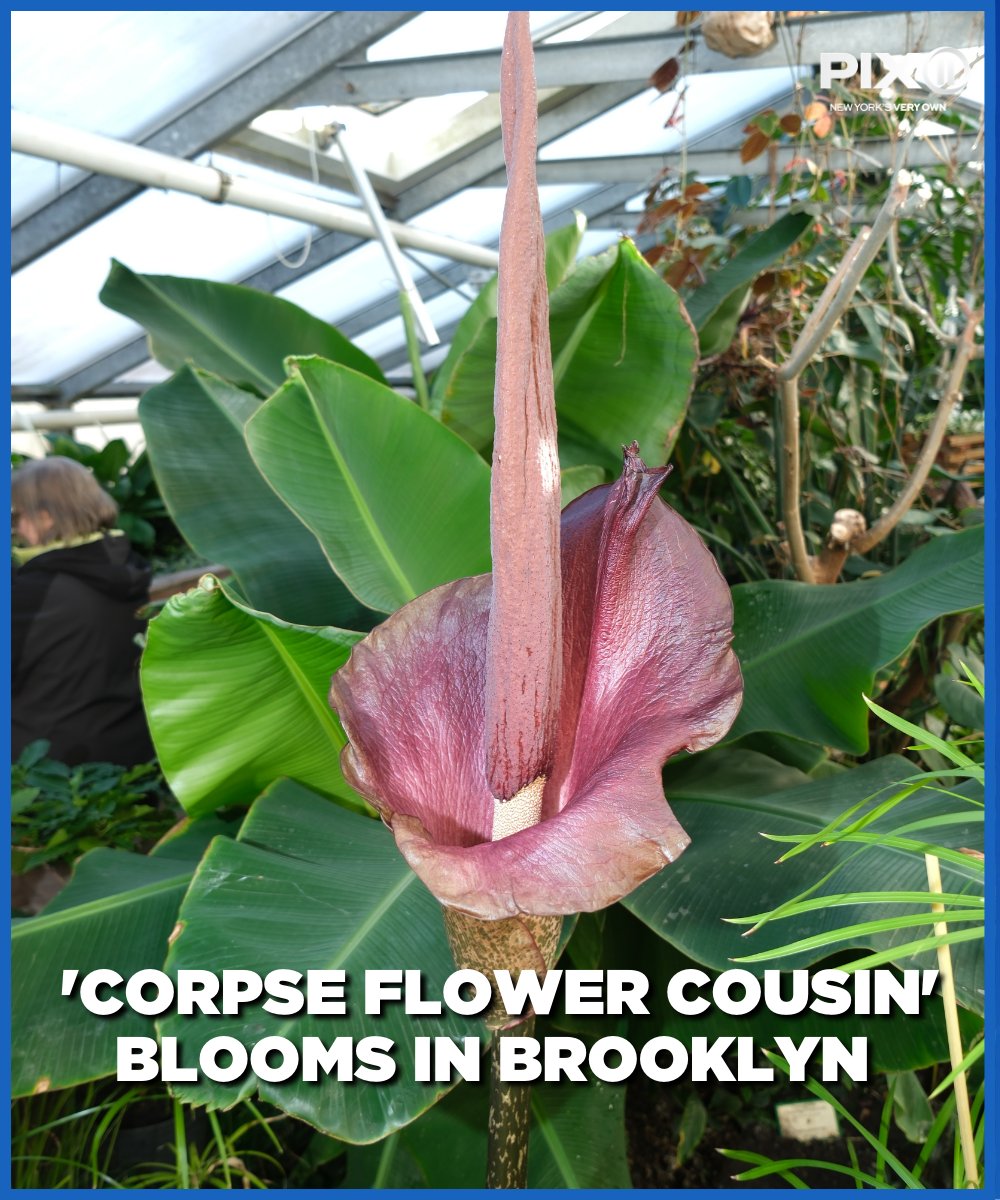 A flower blooms in Brooklyn but not a pleasant one. The plant known as devil's  tongue is in bloom for a limited time. Learn more: https://t.co/yR5uyuFDVW