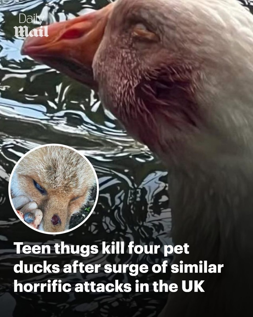 dominic dyer tweet media