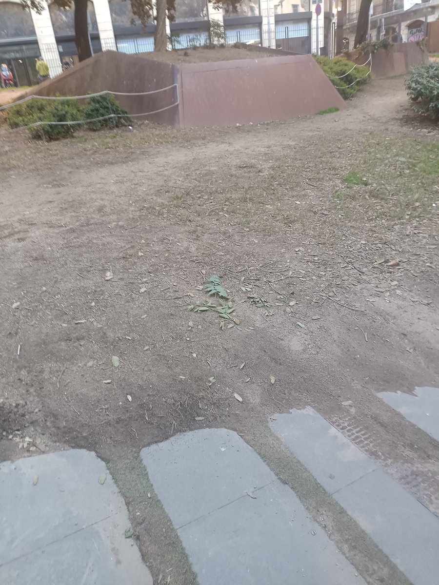 XARXA VEÏNAL GÒTIC tweet media