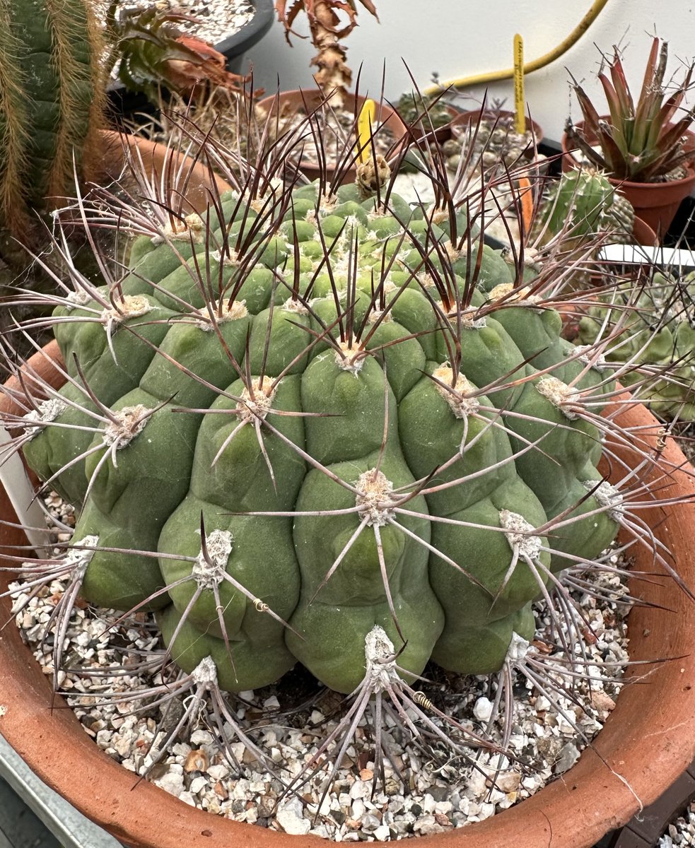 acherontiadex's tweet photo. Gymnocalycium saglionis #cacti #gymnos #BCSS https://t.co/RZsQHT0P95