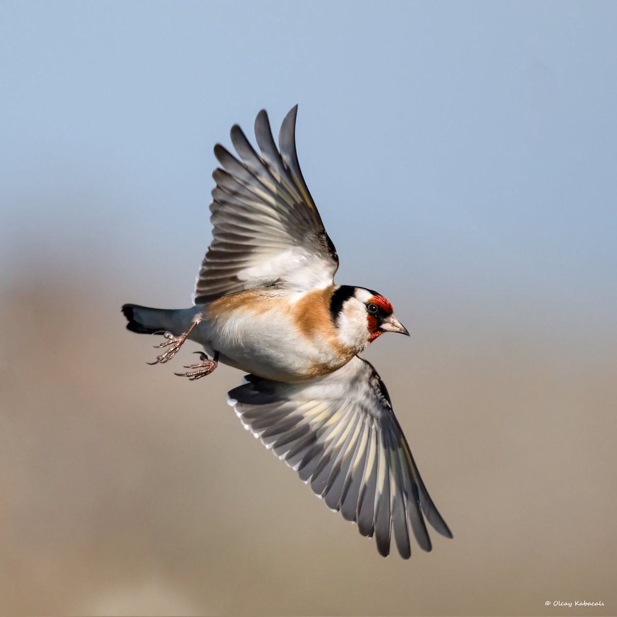 Saka // European goldfinch
