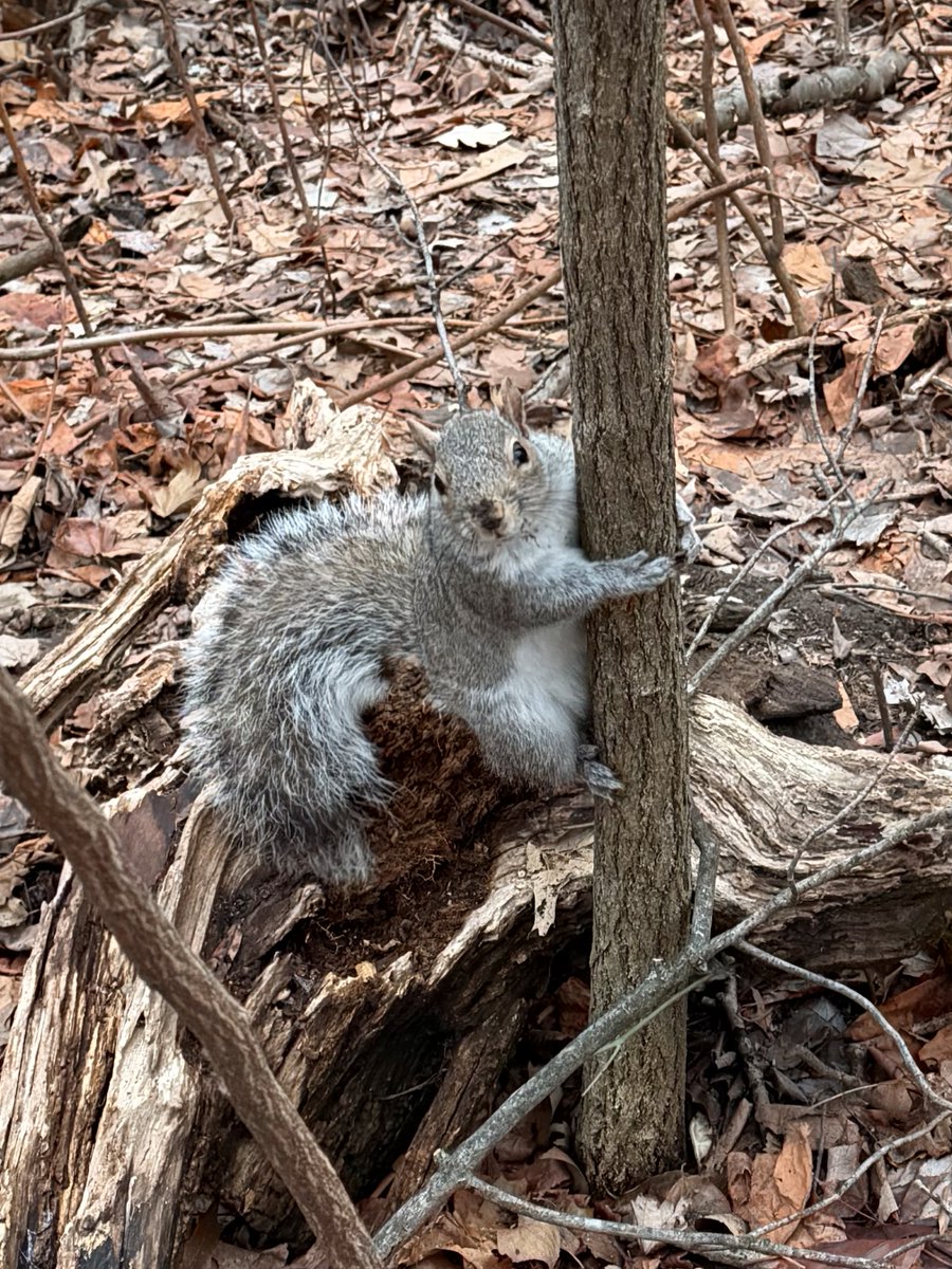 Fuzzy Squirrels tweet media