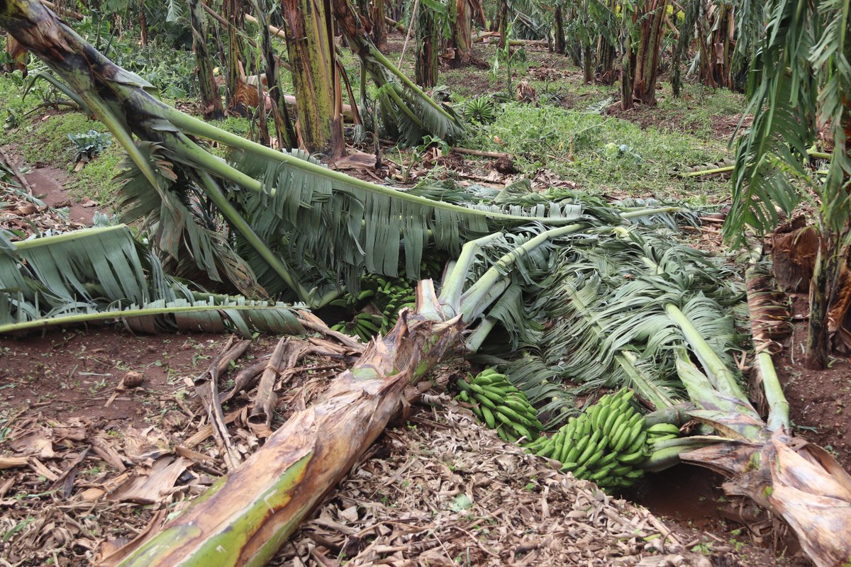 Heavy rains have brought havoc in Bugamba Village, Bugamba Subcounty ...