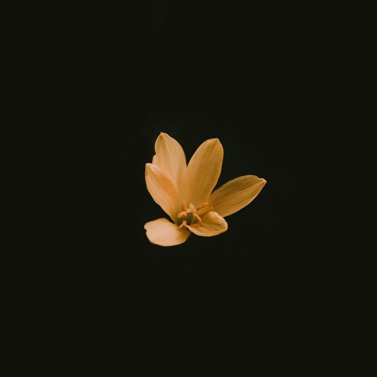 ☨ ☨ ☨ tweet media