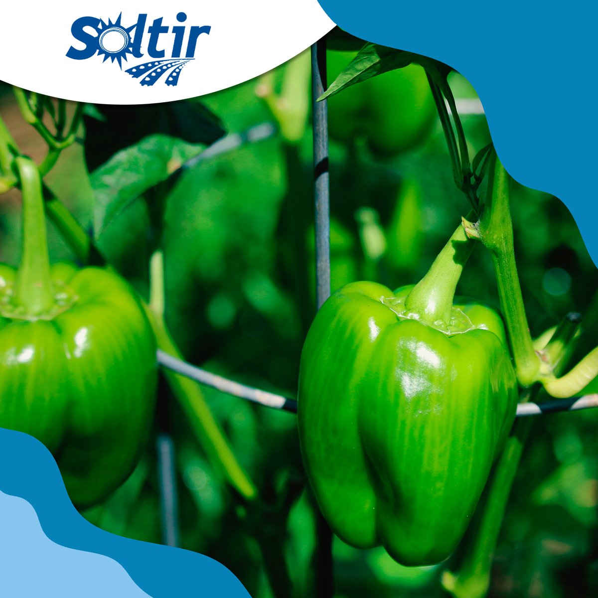 🌱 En el campo todo empieza con una decisión: hacerlo bien desde el principio.

En Soltir trabajamos cada día para que nuestros cultivos crezcan con cuidado, respeto por la tierra y atención a cada detalle.

Porque cuando el campo se cuida, el resultado se nota en cada alimento.
