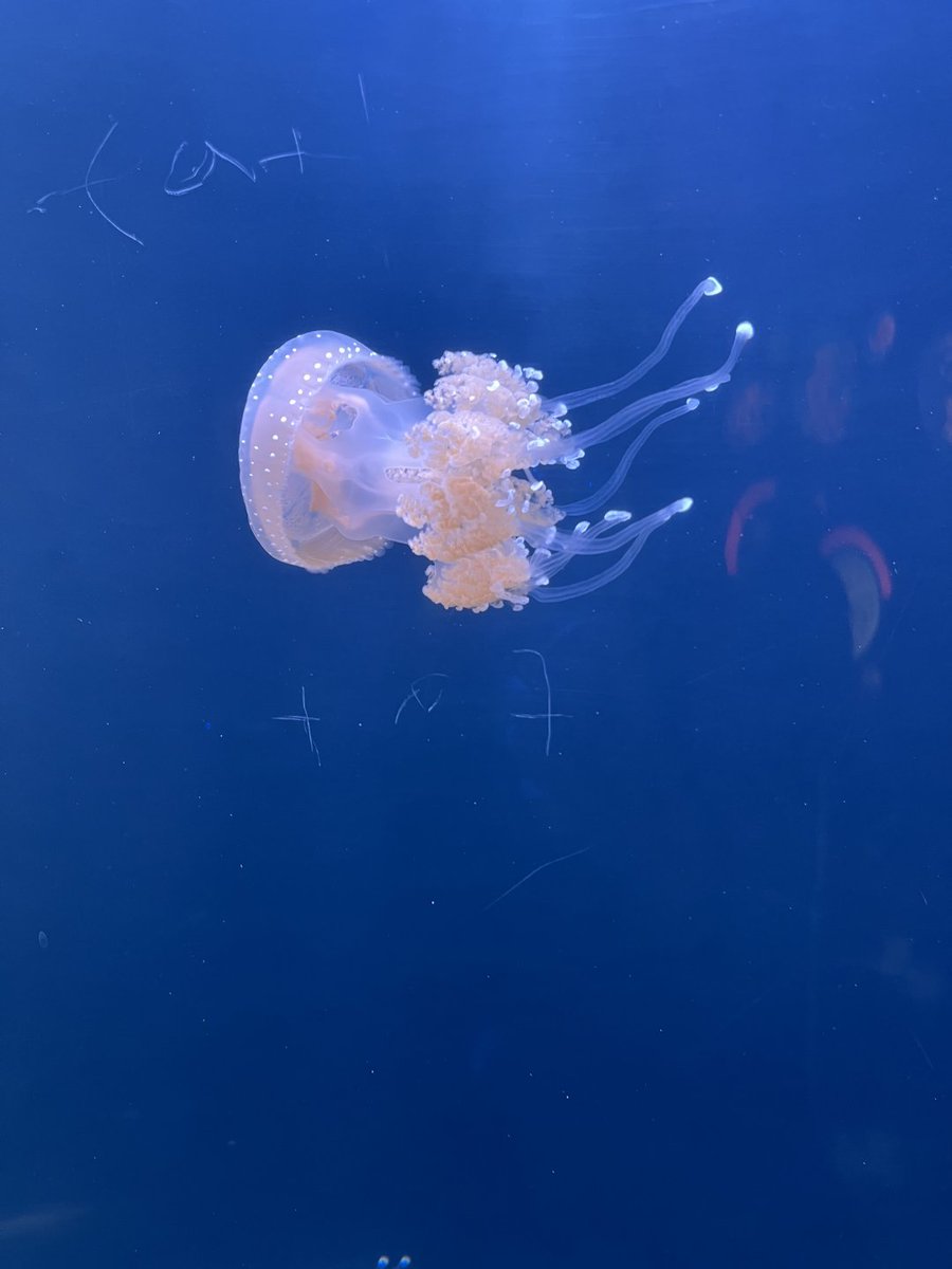 Sharks are actually not that scary, after all, they are in the sea. #Shark #Ocean