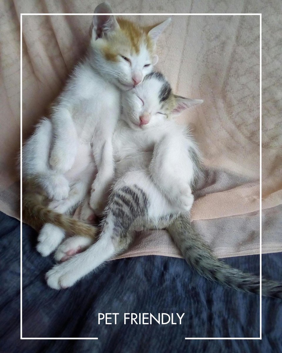 Sophia Square tweet media