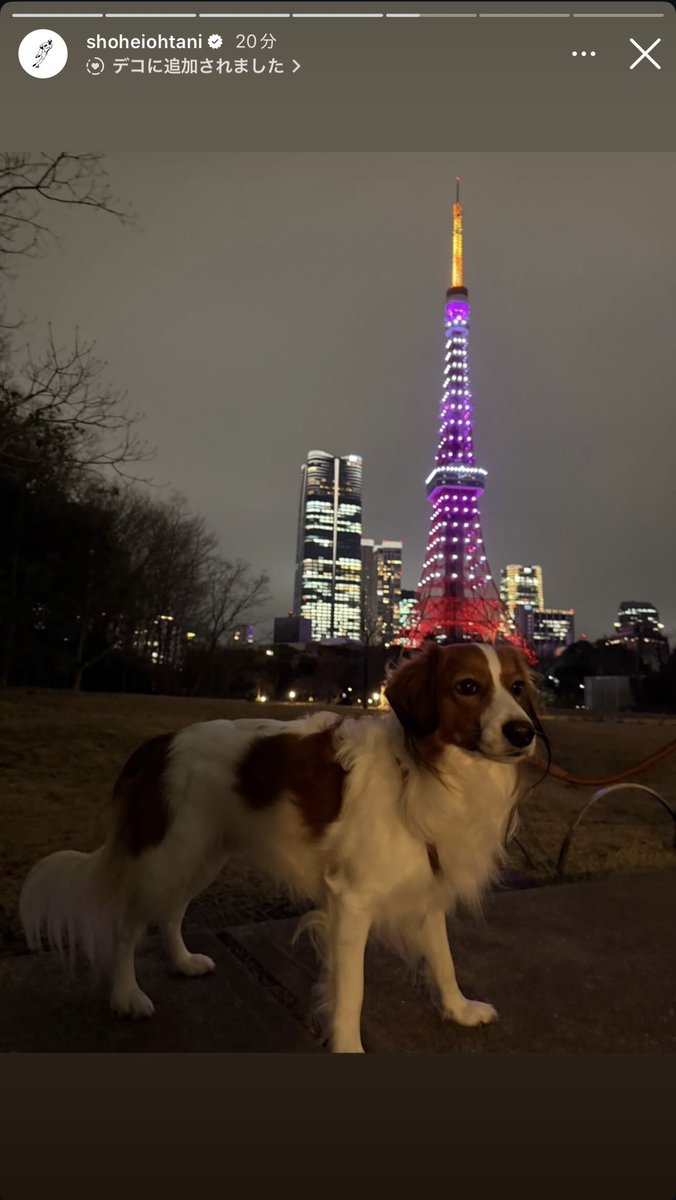 pen0403's tweet photo. デコピンがまさかの一緒に帰国してた！！！うちの犬も連れて芝公園散歩しに行ってれば良かった🥺💦笑  #大谷翔平 #デコピン #wbc https://t.co/1dkcKHmz5N