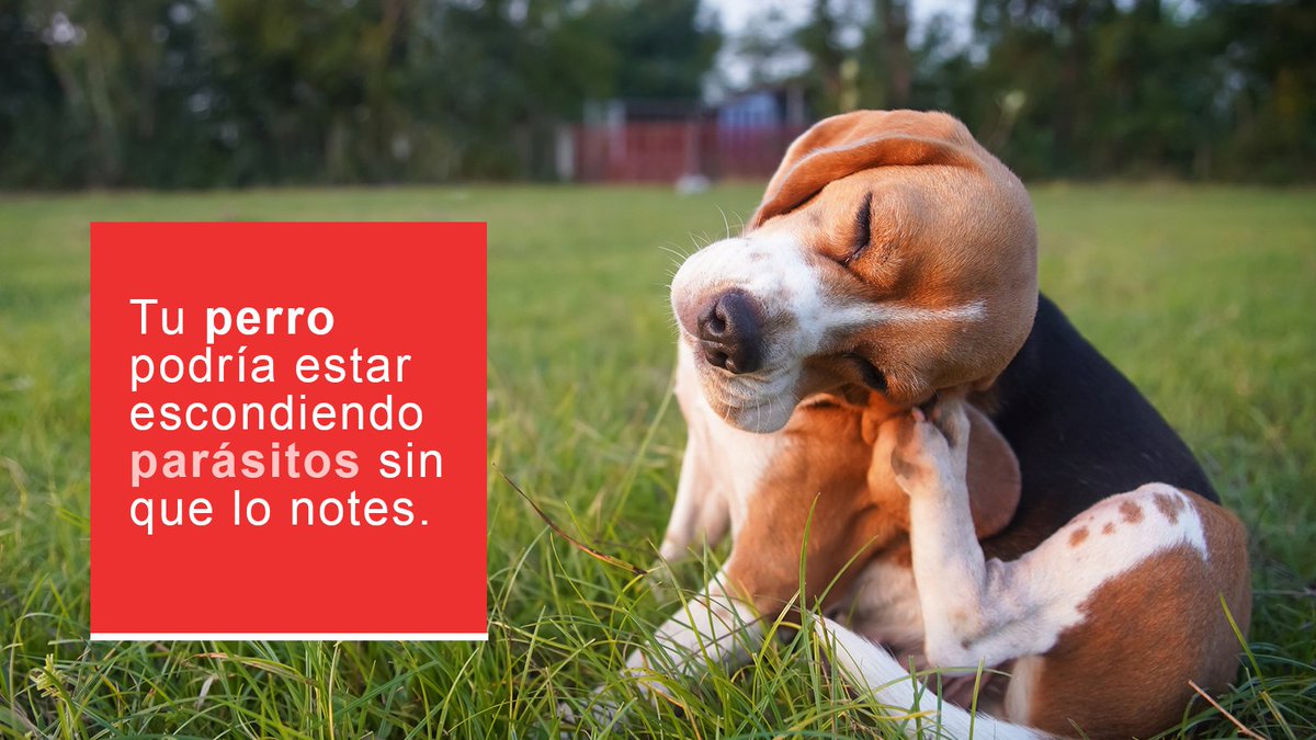 Línea Directa tweet media