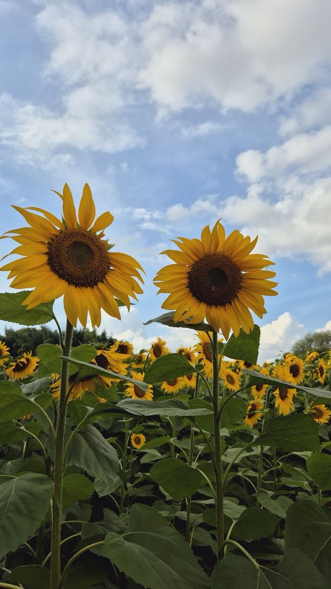 sunflowerchives's tweet photo. Sunflower field. https://t.co/cIsPGybOZL