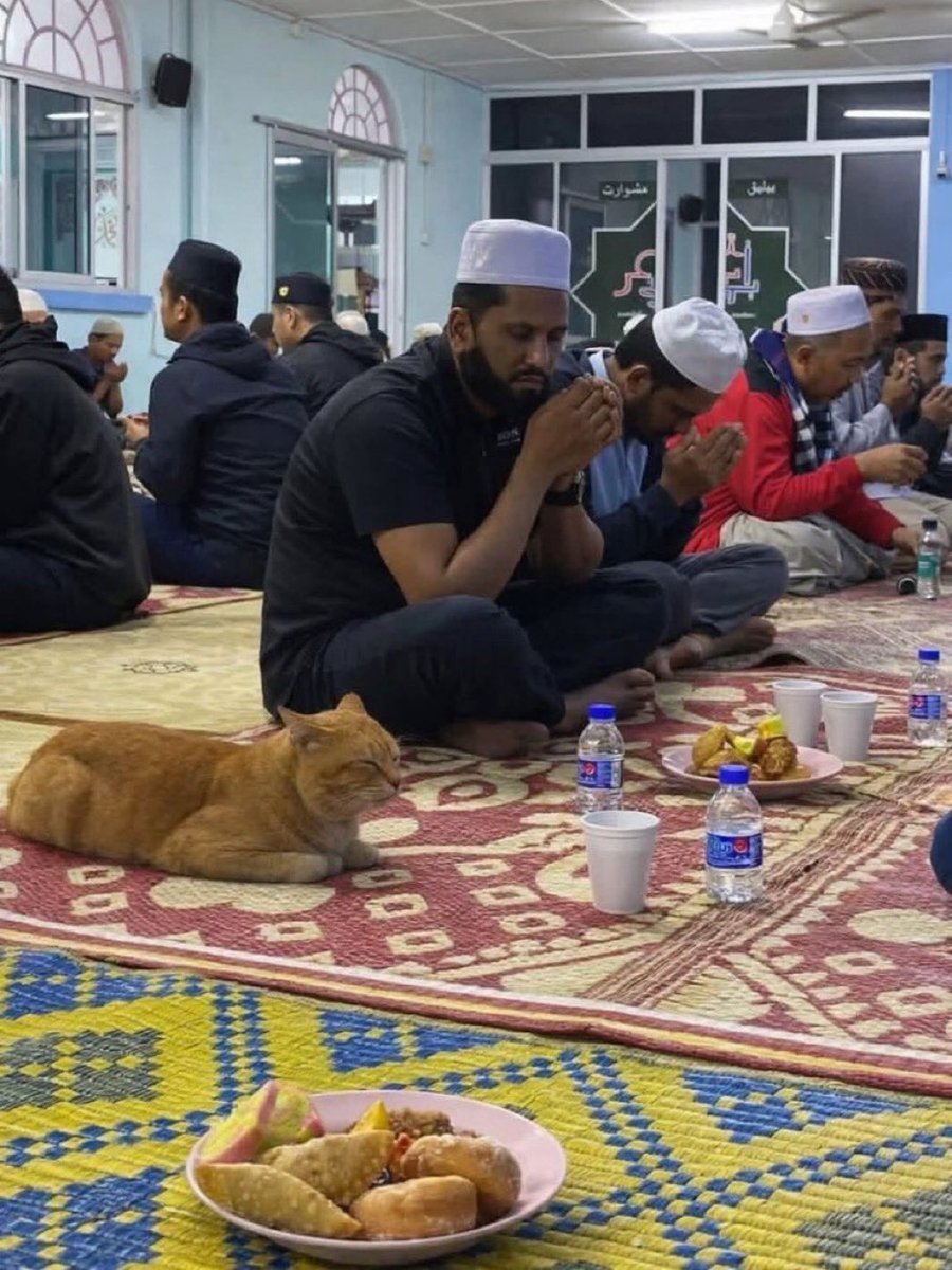 Cat Joins Iftar 😂❤️