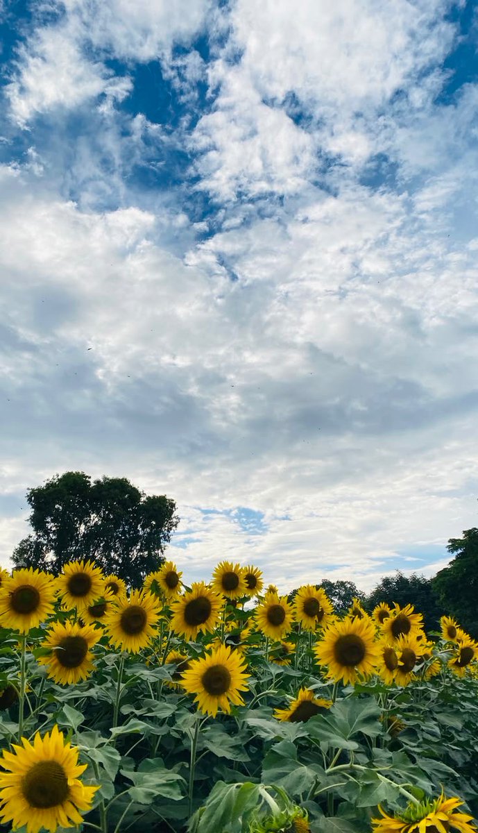 sunflowerchives's tweet photo. Sunflower field. https://t.co/cIsPGybOZL