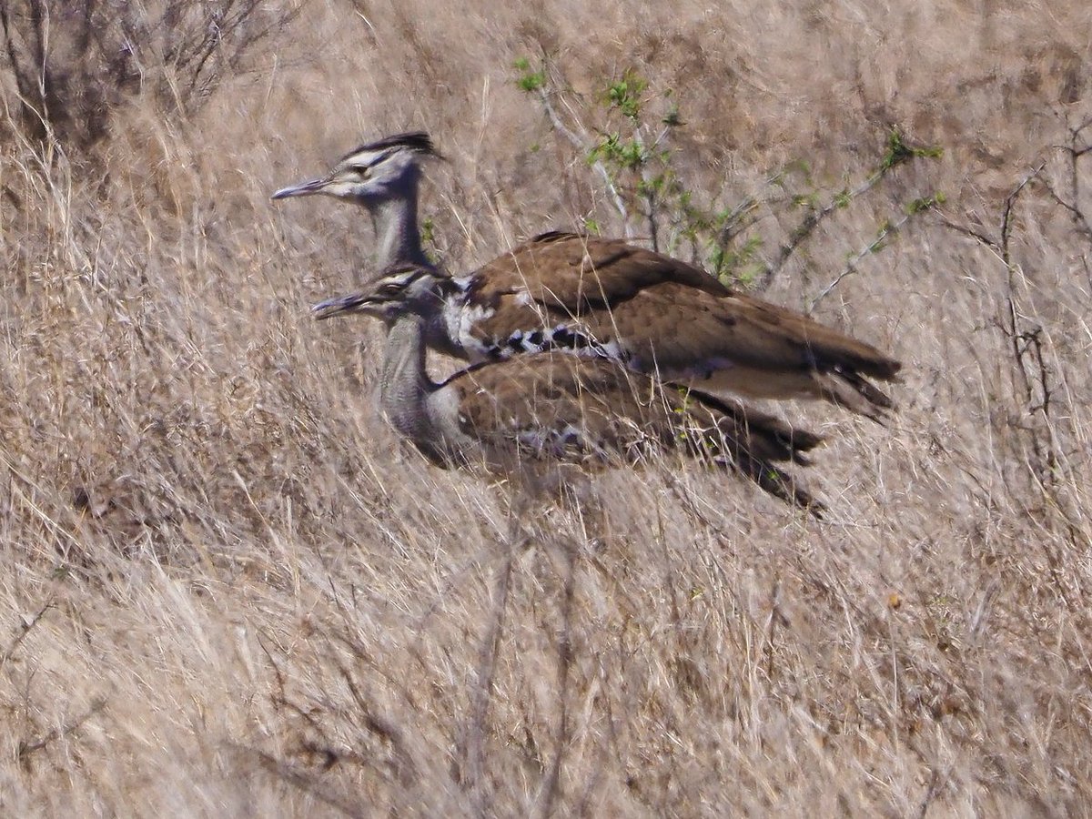 Brian E.Carruthers tweet media