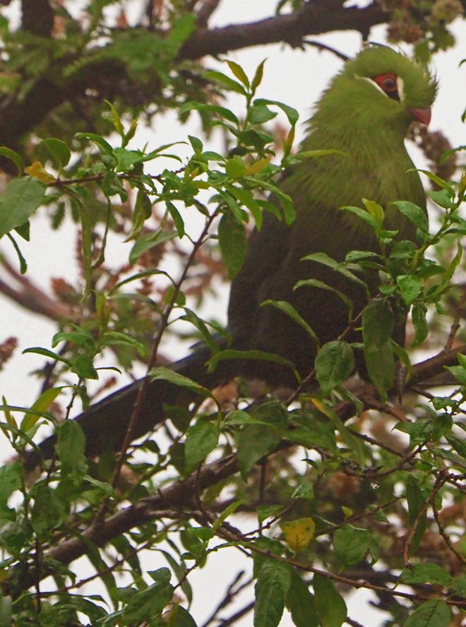 Brian E.Carruthers tweet media