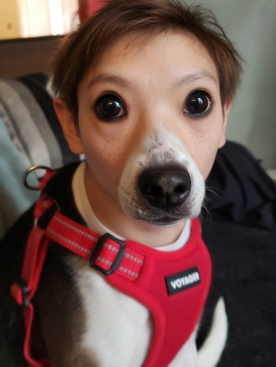 JMBudnack's tweet photo. AI turning my beloved  5-year-old dog Moochie into a 5-year-old boy...Mickey. Comments?  Criticisms? https://t.co/sJp0WeYep7