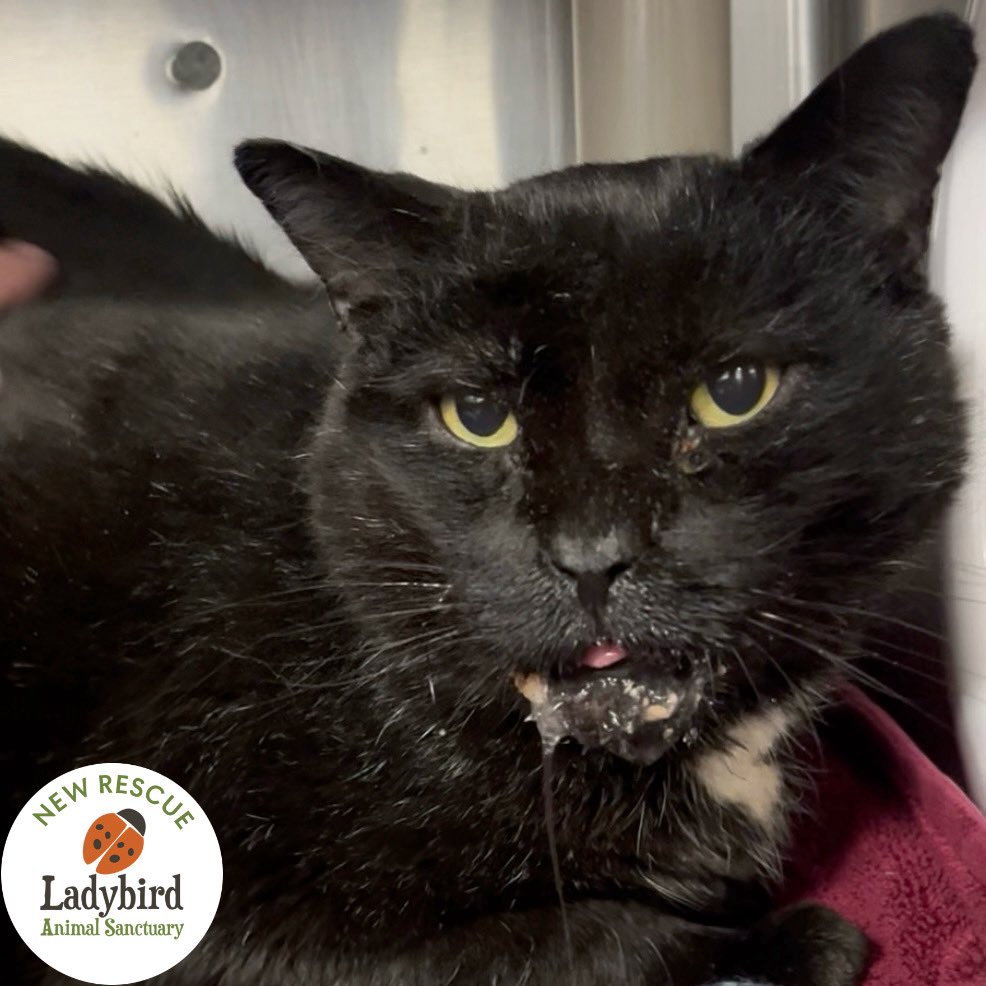 Ladybird Animal Sanctuary tweet media