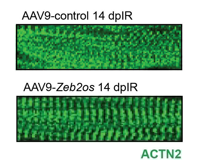 Circulation Research tweet media
