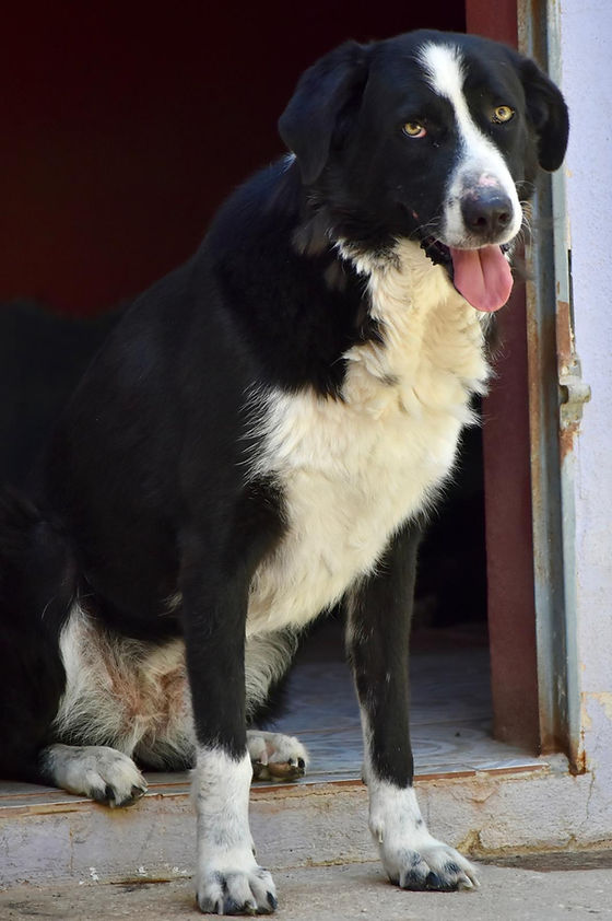 URGENT ADOPTION NEEDED
Rescue closure end of April
10yr old Minty is a medium size Collie cross. She was one of four puppies found and has been at the rescue ever since. Her siblings were all adopted over the years but Minty has been overlooked
patsrescue.com
#Malaga