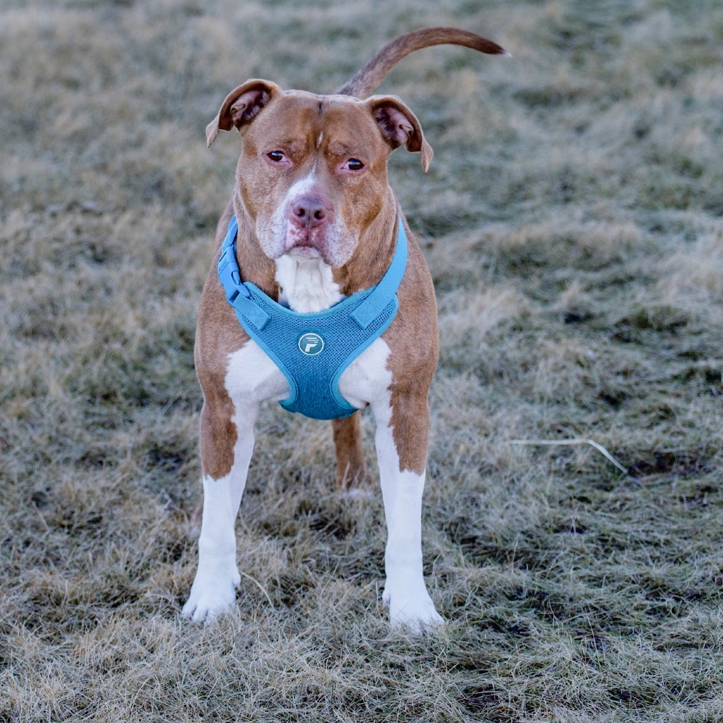 Ruff Start Rescue tweet media