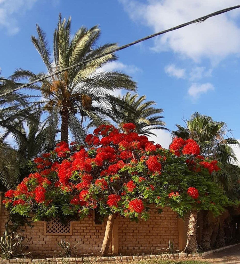 عبدالكريم الناجم tweet media