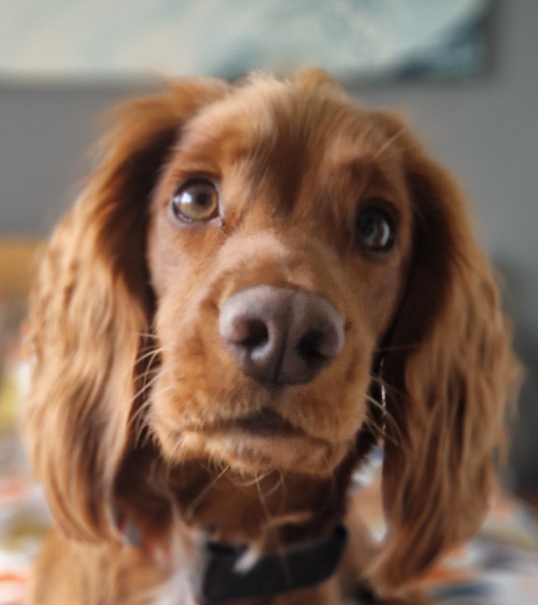 Oscar the Yellow tweet media