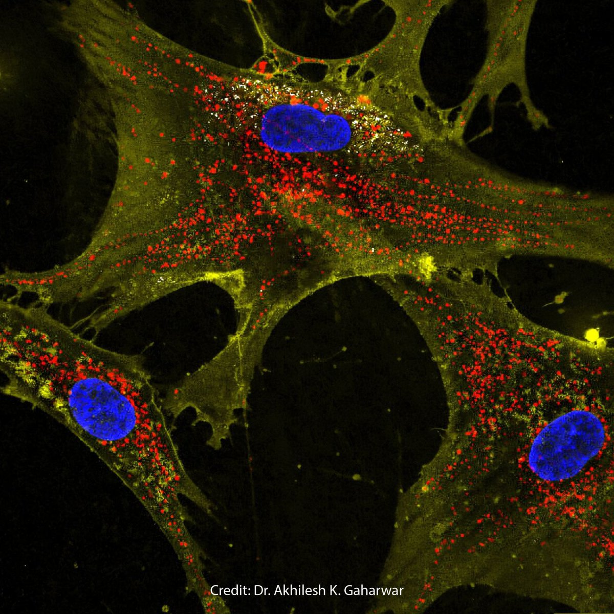 American Elements tweet media