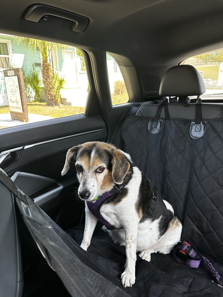 Bailey the beagle 🐶🐾💜 tweet media