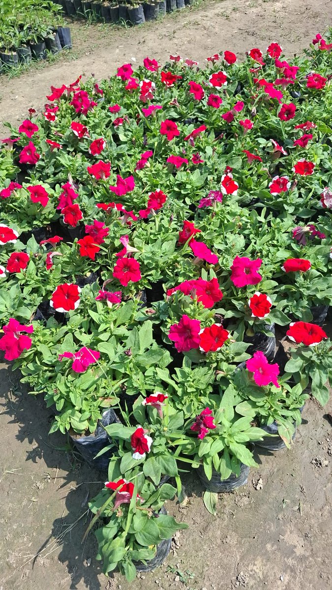 <a href="/22_susheel/">𝐒𝐔𝐒𝐇𝐄𝐄𝐋 𝐋𝐎𝐃𝐇𝐈 (HINDU)</a>