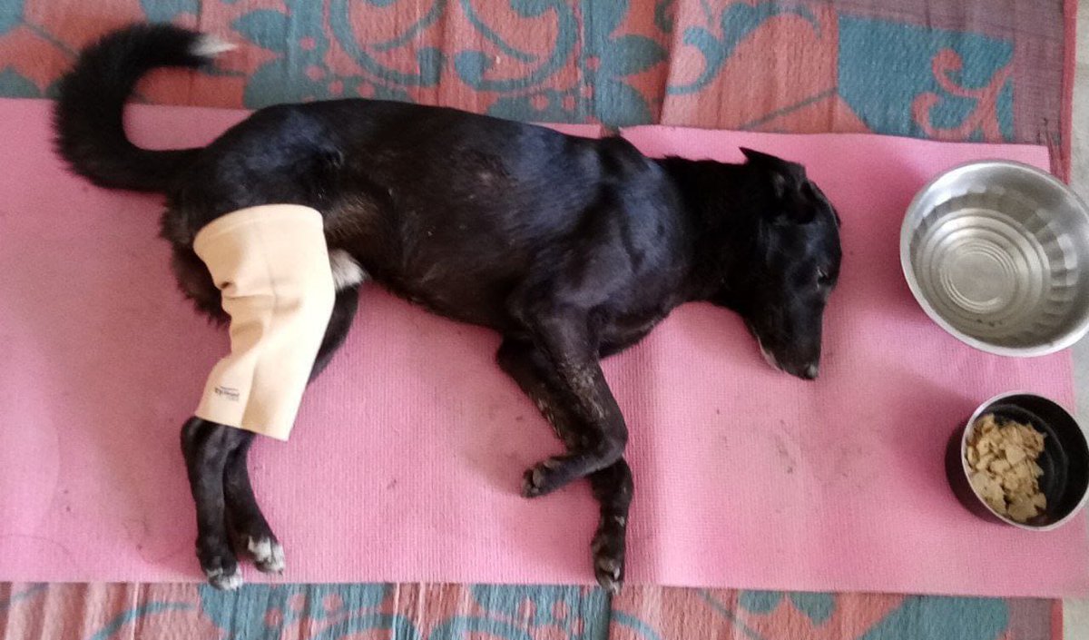 <a href="/22_susheel/">𝐒𝐔𝐒𝐇𝐄𝐄𝐋 𝐋𝐎𝐃𝐇𝐈 (HINDU)</a> <a href="/AnimalNortheast/">NORTH EAST ANIMAL PROTECTION SOCIETY</a>