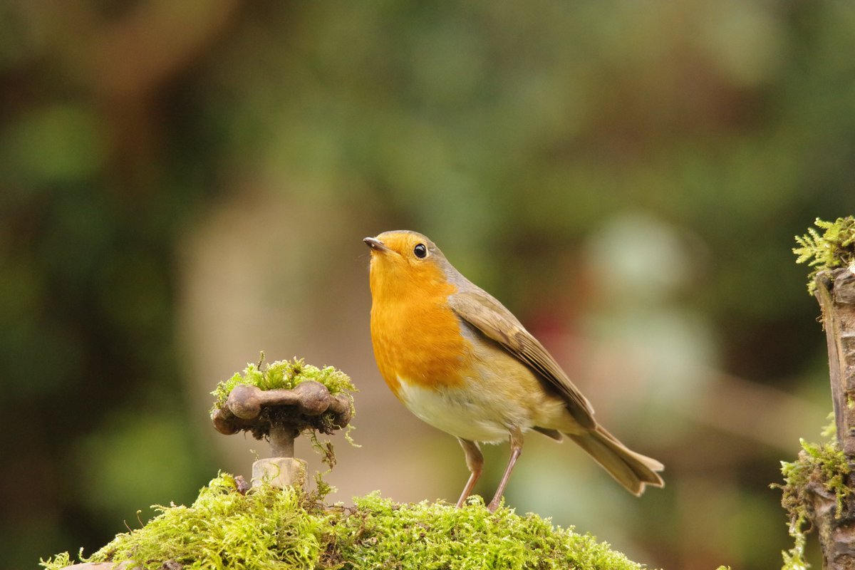 Robbie up on his favorite perch the old rusty tap by the tree .