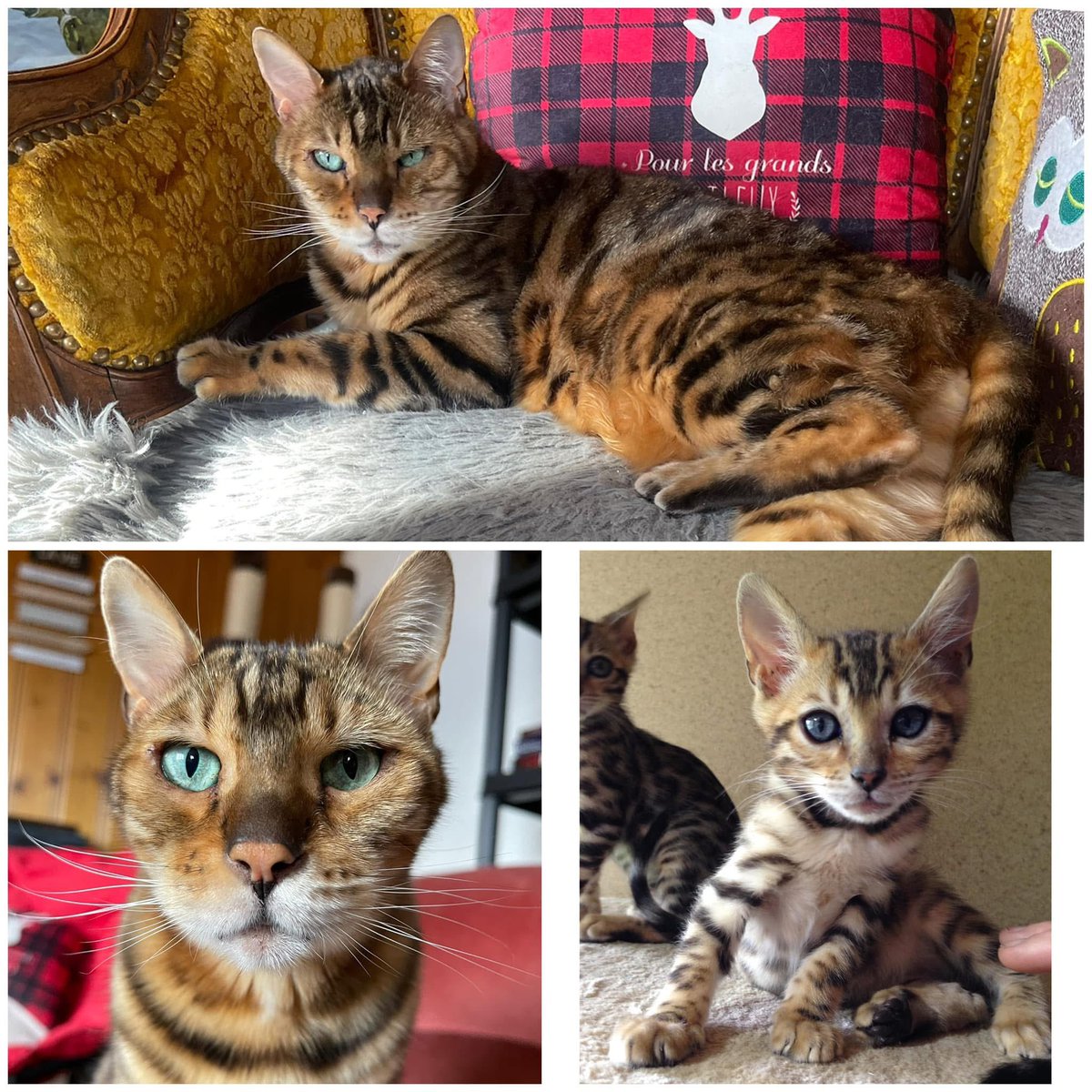 Swiss_Cathy's tweet image. 10 ans et toujours aussi beau avec son air renfrogné. Joyeux Anniversaire à mon amour de #Max 🎂😺🥰 #bengal #chat