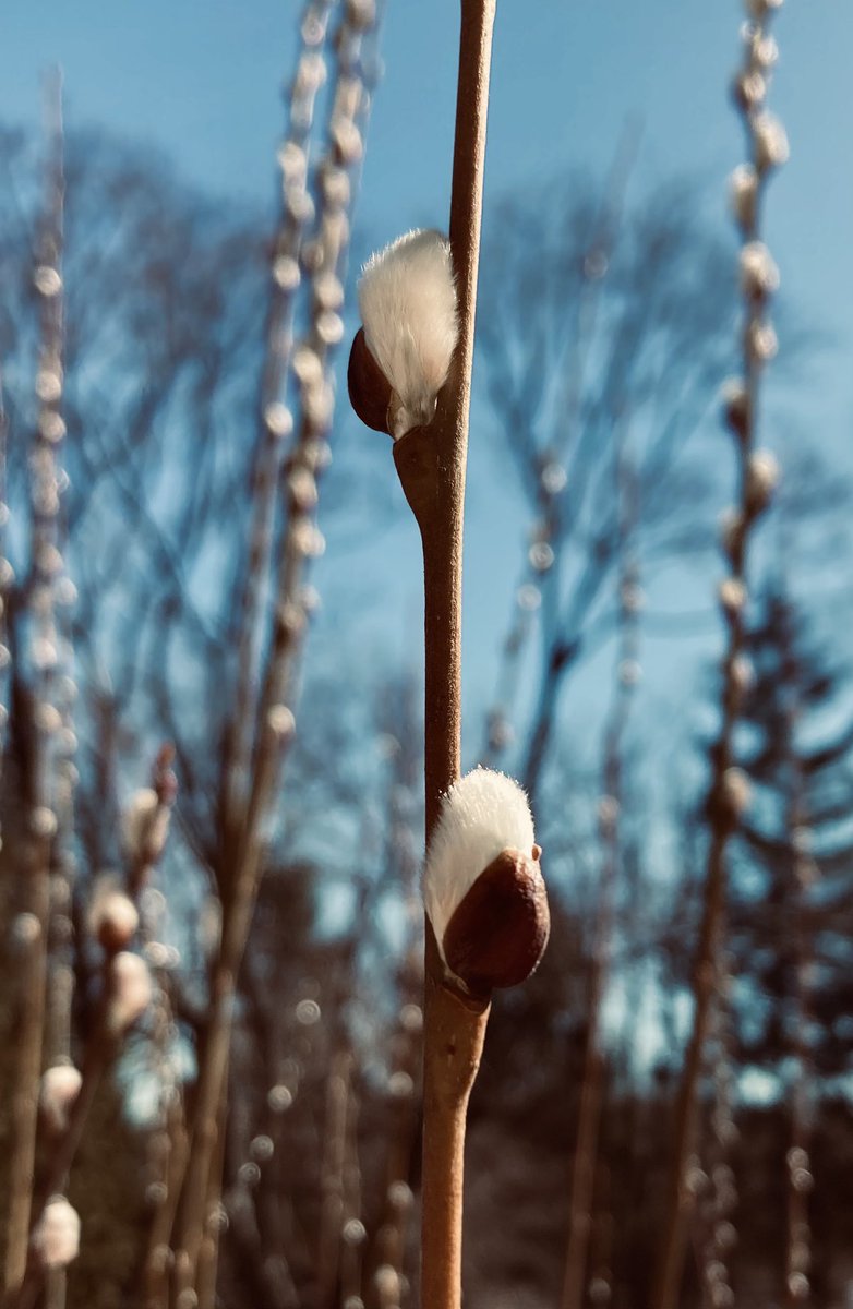 MHJGardenDesign's tweet photo. #SalixCaprea catkins are here! Visit #MHJFlowerShop in Gettysburg this weekend to peruse our fresh selection. 

#SpringisComing #Springplants https://t.co/GsjaLXEHqE