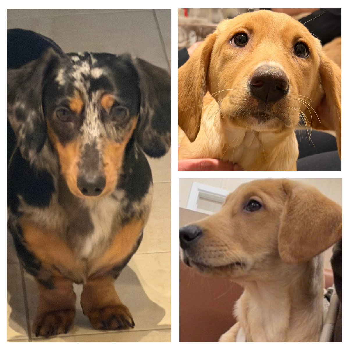 VetsGetScanning's tweet image. HACHI, Male, Dachshund, SHANA, Female, puppy, Labrador Retriever and TEQUILA, Male, puppy, Labrador Retriever STOLEN from Horn Lane, #Acton, #Ealing, #WestLondon, #W3 6TQ area, on Monday, 9th March 2026. 

We suspect that someone entered the house because we found the doors open