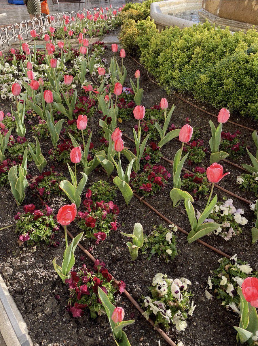Ha salido el sol y han plantado tulipanes.