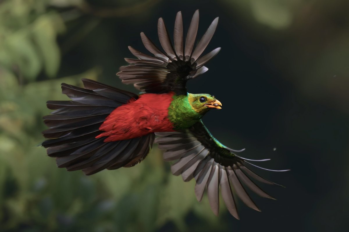 Memo Gómez (Fotógrafo de Naturaleza) tweet media