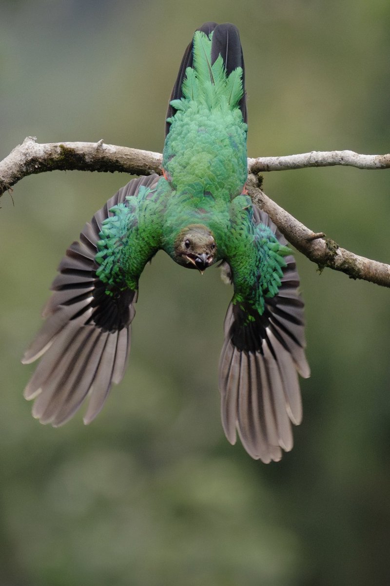 Encontré esta Pareja de Quetzales Cabecidorados llevando alimento a sus pichones en Yarumal Ant. 🇨🇴
En Colombia existen 4 especies de Quetzales, una de ellas endémica.