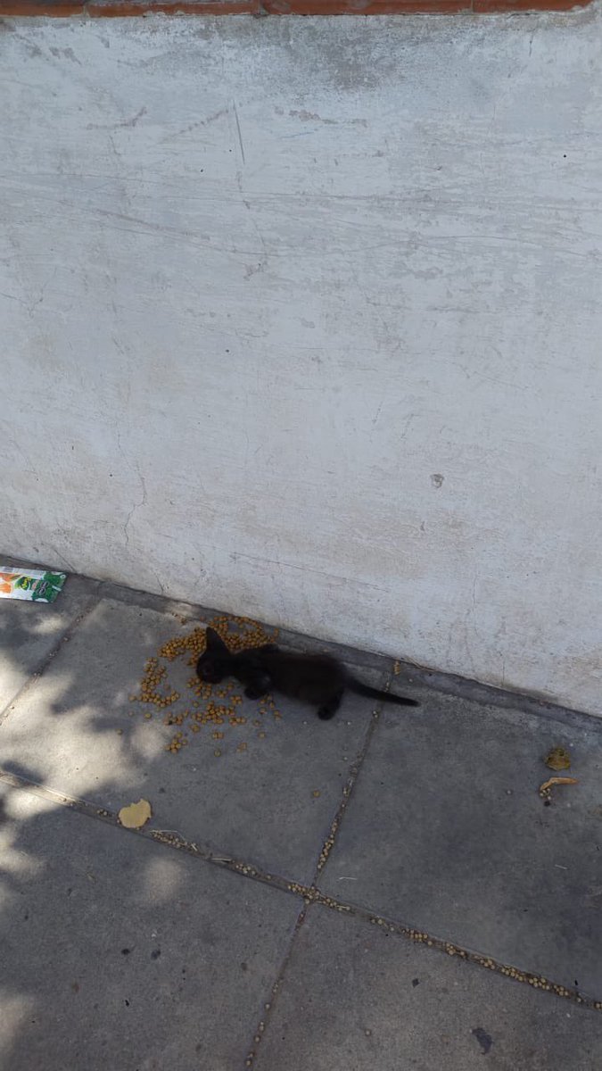 agusdimasiok's tweet photo. A dos cuadras de casa, una amiga encontró estos bebés. Les estamos dando de comer pero no los podemos tener. Necesitamos encontrarles tránsito o un hogar urgente 🙏 están en hurlingham.
@pigletsowner  @MerlinaAdamss  @mebolcomba https://t.co/rMhSehSACj