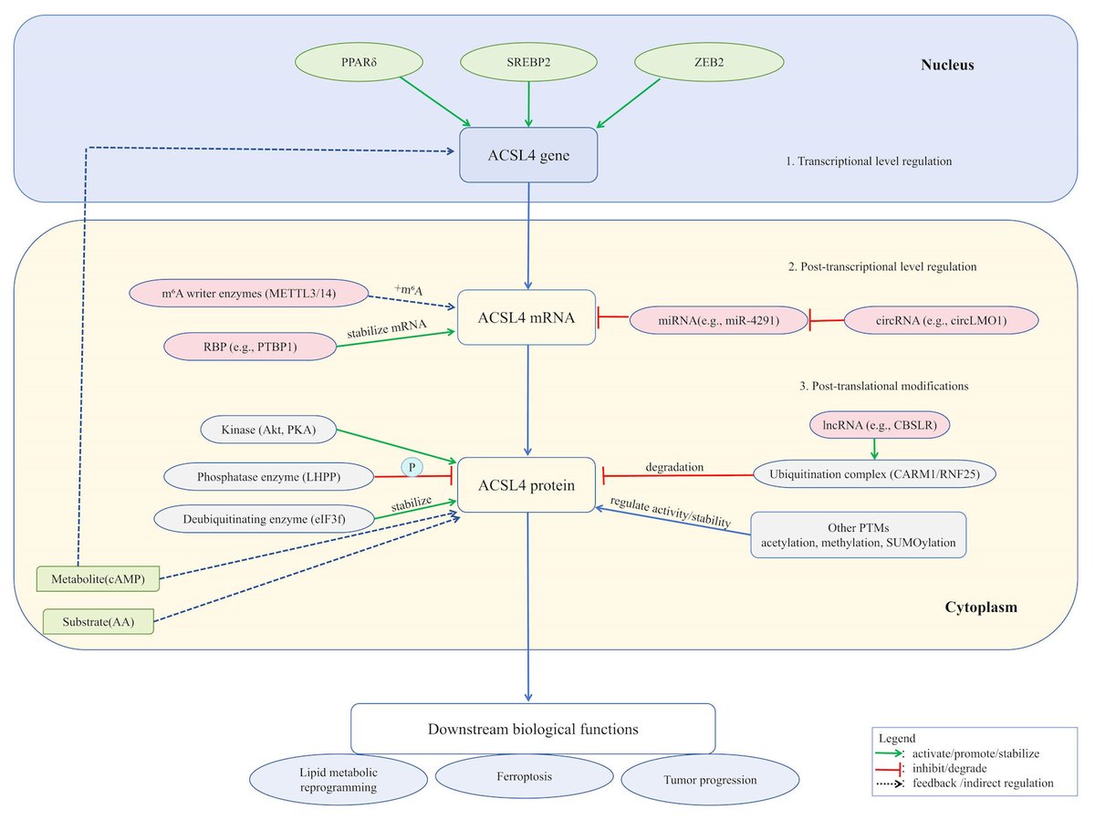 Gastroenterology Research tweet media