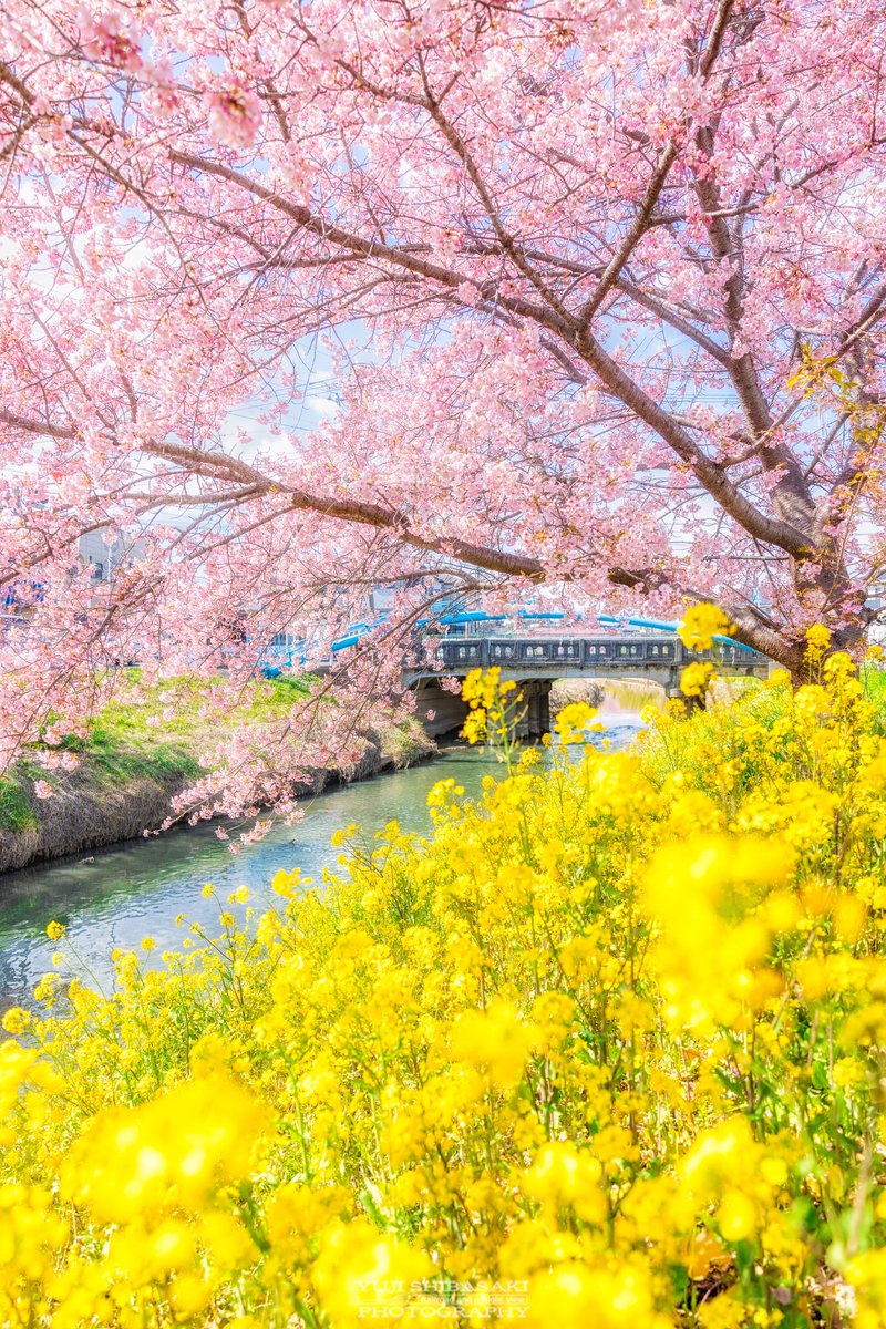 Yuji Shibasaki＠Photo tweet media