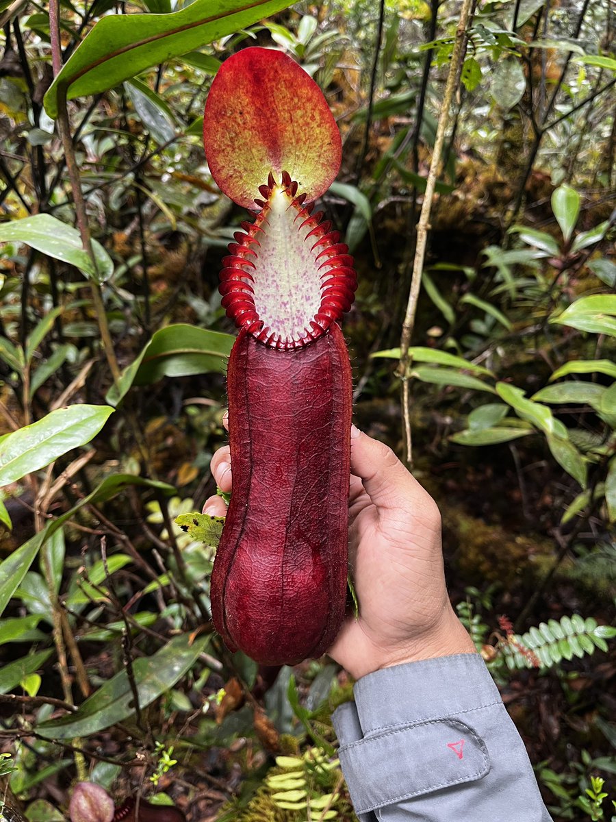my first 2200 mdpl🥺 ~ Central Sulawesi

3 days 2 night, only for  meet this lil toothy species, meet Nepenthes diabolica! endemik terbatas  only in the northern arms of Sulawesi Island