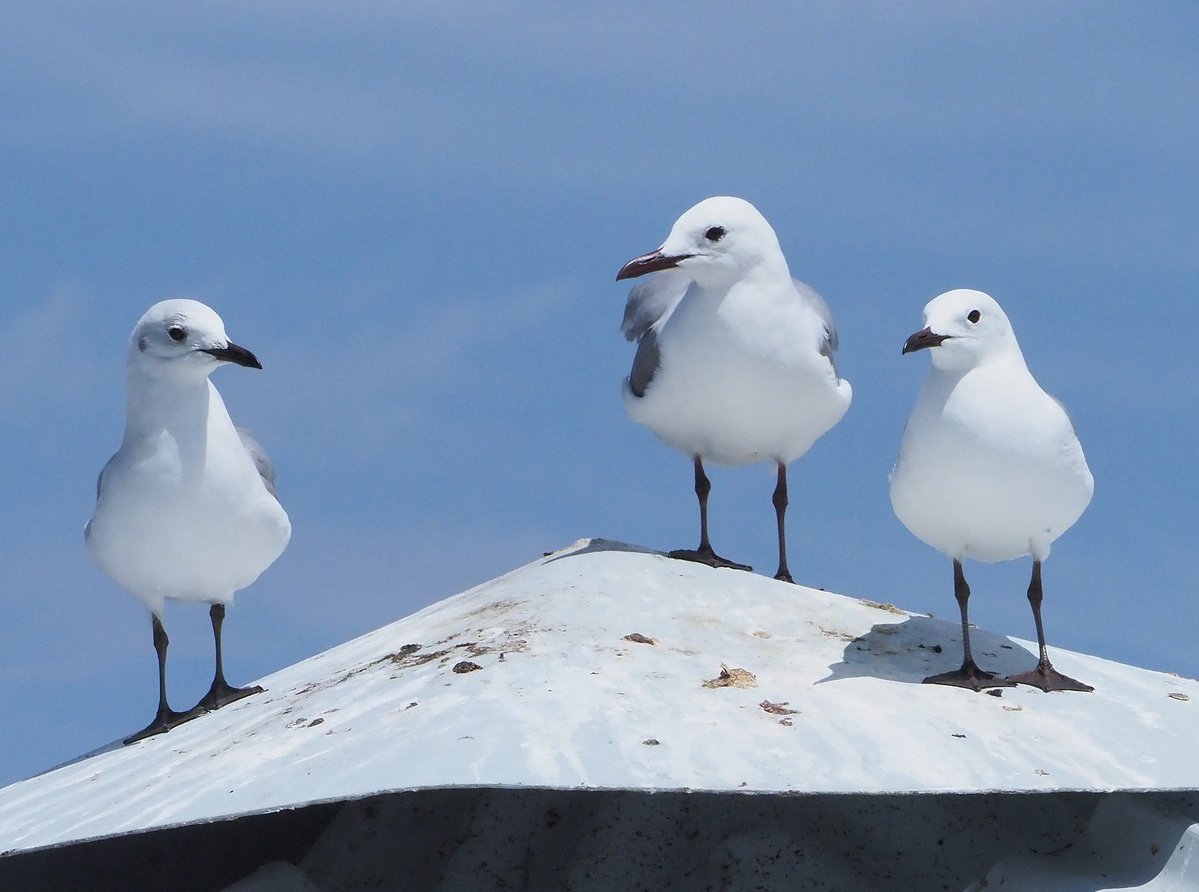 Brian E.Carruthers tweet media