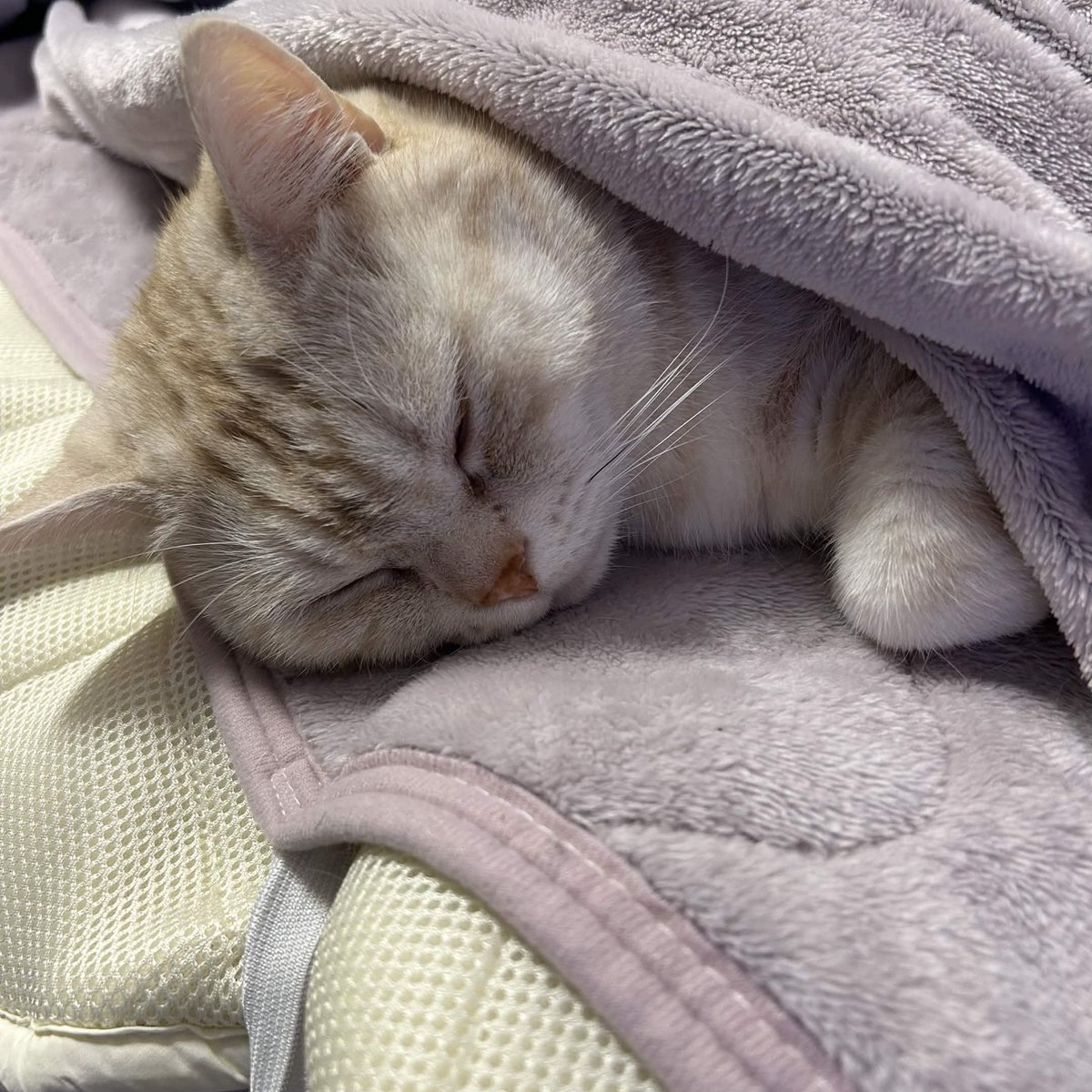 なつめ先生 tweet media