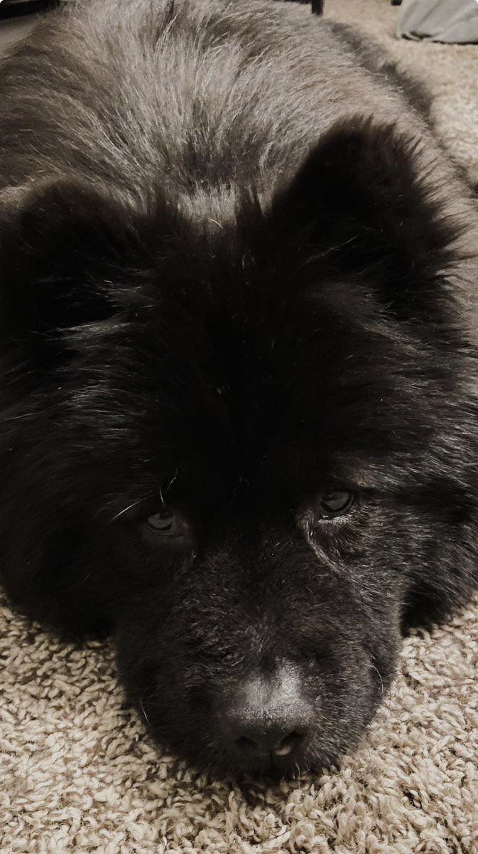 Saying goodbye sucks… 

Bears health has declined rather quickly, so today she is crossing the rainbow bridge. She’s lived such a happy 13 years.