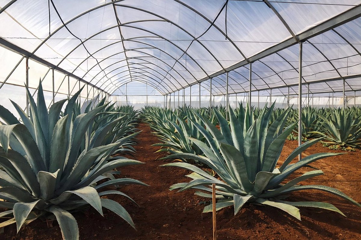 Turismo Chiapas tweet media