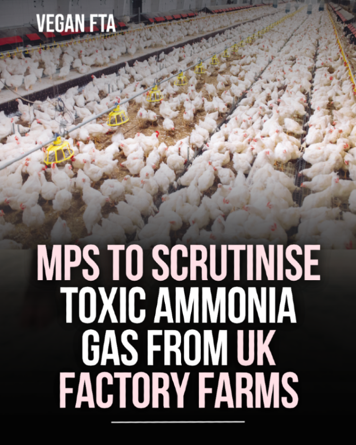 teamveganfta's tweet photo. MPs formally pledged to investigate toxic ammonia gas from animal farming in the UK, following evidence that pollution around industrial chicken units has been surging in several regions. πβ οΈ
π Read the full article: https://t.co/sbWCjSdXld
#ukfarming #factoryfarm #pollution https://t.co/9FqBZ2RyLq