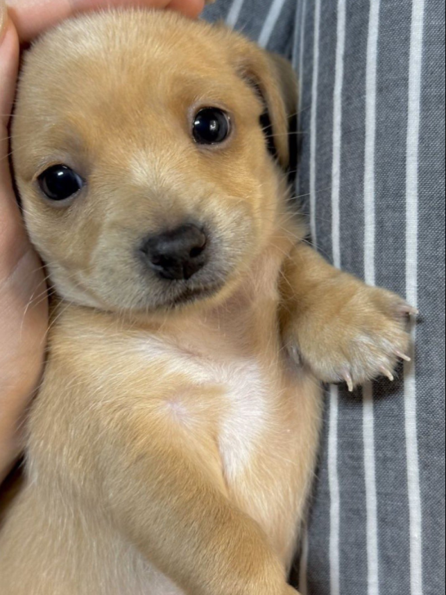 Best in Dogs tweet media