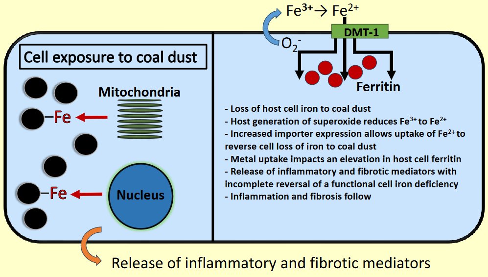 AJP-Lung Cellular and Molecular Physiology tweet media