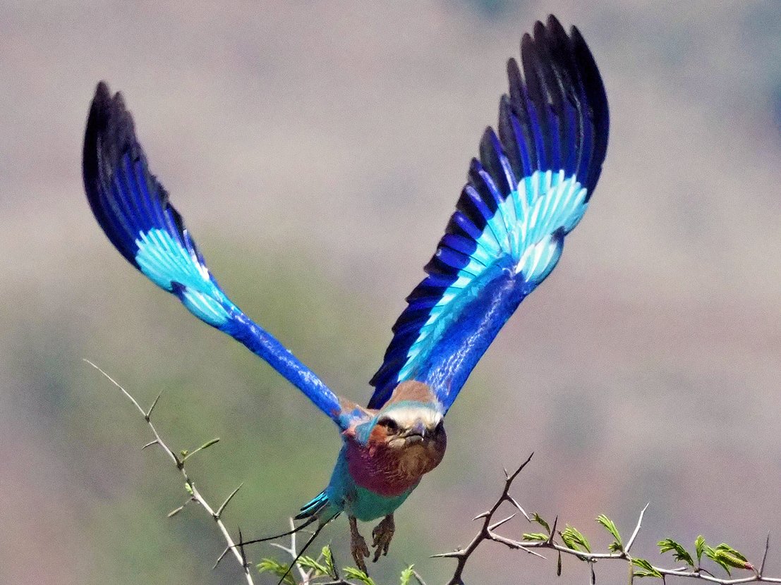 Brian E.Carruthers tweet media