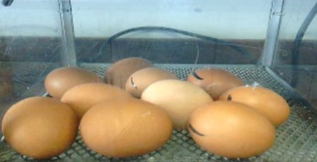 Castle Hall Academy tweet media